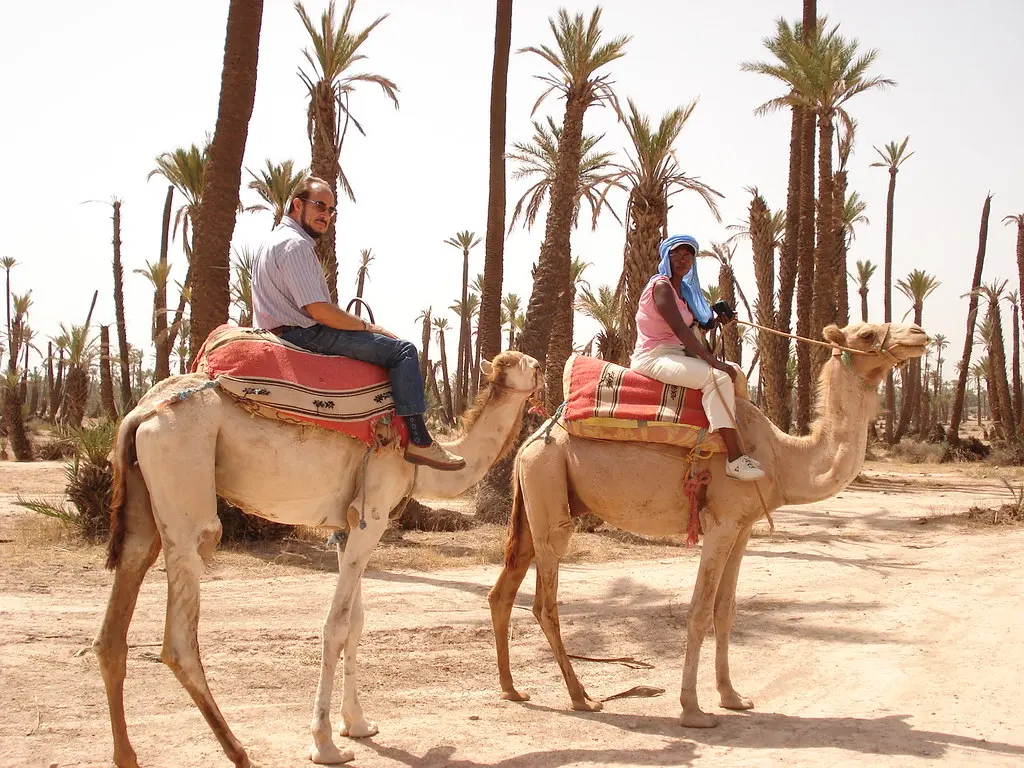 Balade à dos de chameau dans la palmeraie de Marrakech